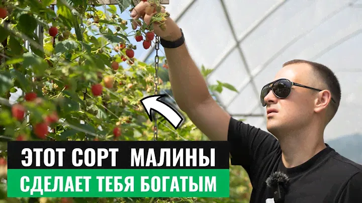 Невероятная урожайность малины Маравила