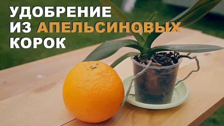 Удобрение для орхидей из апельсиновых корок. Апельсиновая настойка для орхидеи
