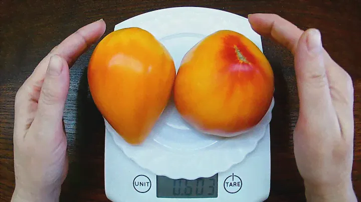 Orange Russian  Томат   Русский оранжевый