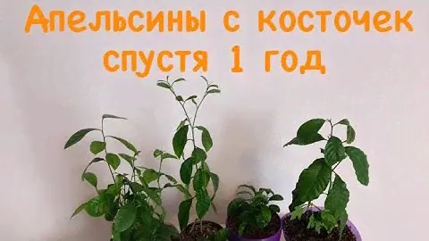 АПЕЛЬСИНЫ С КОСТОЧЕК СПУСТЯ 1 ГОД