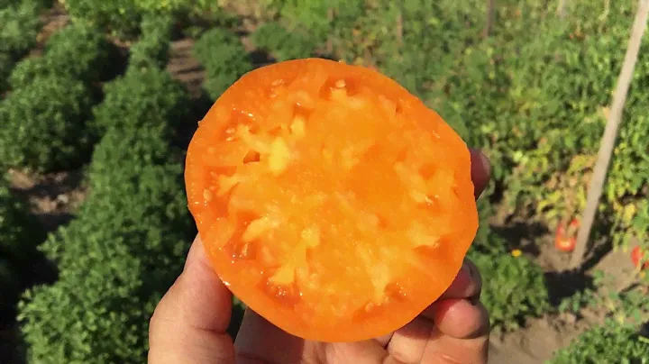 Полосатый томат ОРАНЖЕВЫЙ ДЖАЗ. Orange Jazz tomato