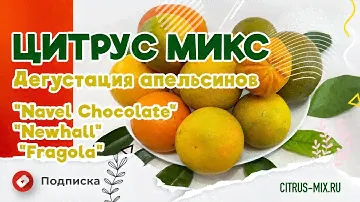 🍊🌟 ДЕГУСТАЦИЯ АПЕЛЬСИНОВ🍊🌟 - Редкие сорта: Апельсин "Navel Chocolate", "Newhall", "Fragola"