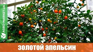 Каламондин | Золотой апельсин | Agro-Market.ua