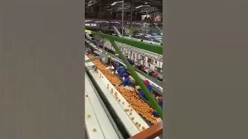 Апельсин Египет оптом
