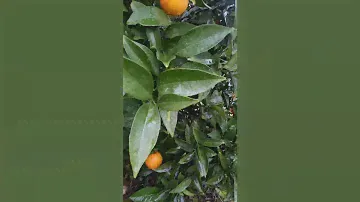 Апельсиновое дерево👍 Orange tree