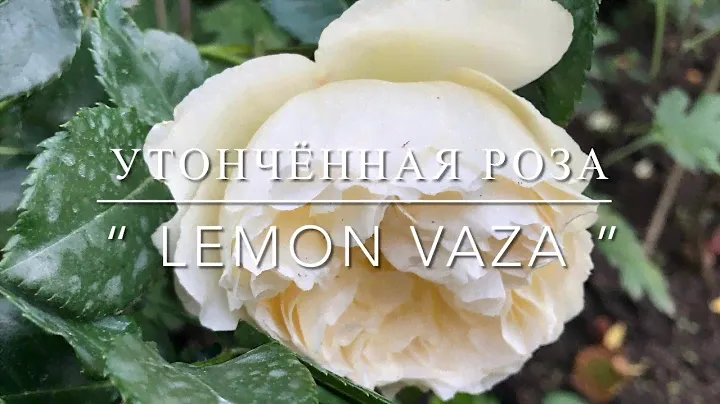 Утончённая Роза “ Lemon Vaza ”