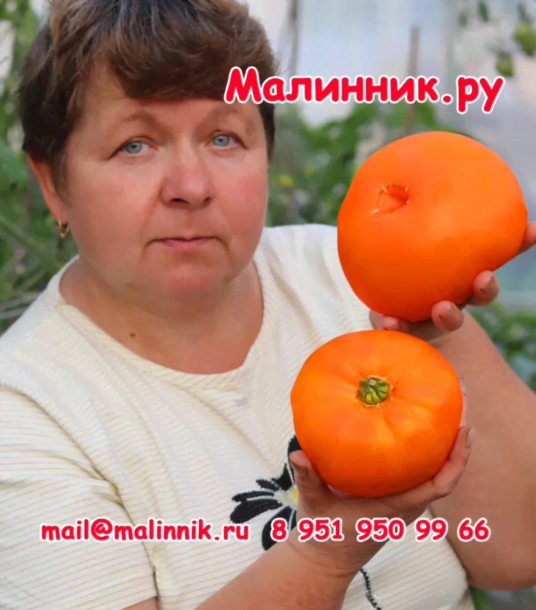 Томат "САМЫЙ СЛАДКИЙ АПЕЛЬСИН"