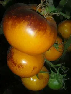 Томат Голубой Апельсин. США. (Orange Blue).