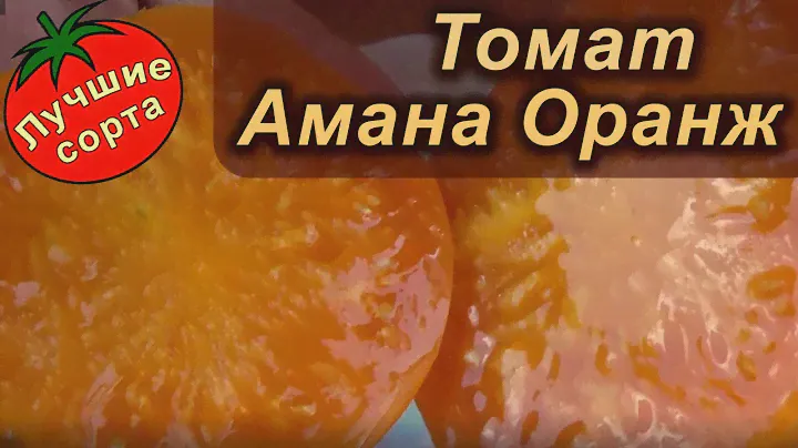 ТОМАТ АМАНА ОРАНЖ (лучшие сорта томатов)