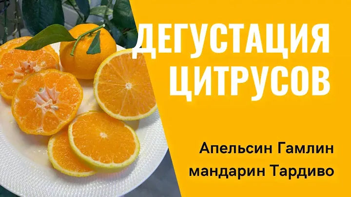 Апельсин Гамлин и мандарин Тардиво | цитрусы в домашних условиях