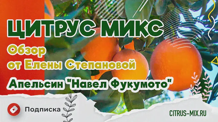 🍊 Обзор Апельсин "Навел Фукумото" | Цитрус Микс #комнатныерастения #цитрусовые #растения #апельсин