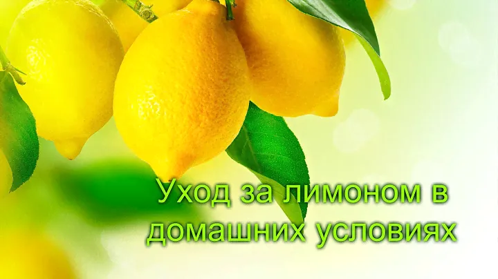 Комнатный лимон , уход , чем удобрять , особенности выращивания