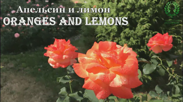 Роза Апельсин Лимон. Питомник 🌹 и 🌲 Е. Иващенко