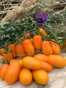 Грушевый апельсин (Pera Naranja)