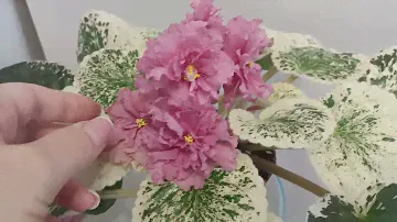 Слишком белая розетка. Почему это не хорошо и как это исправить.