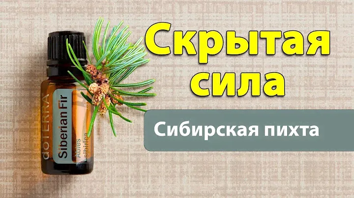 Сибирская пихта