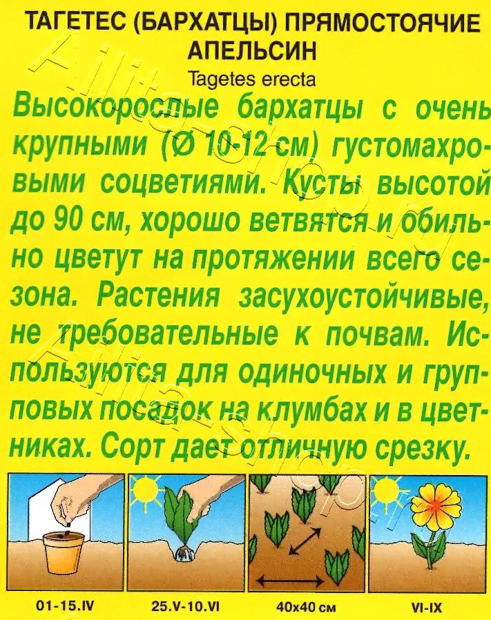 Бархатцы Апельсин прямостоячие 0,3г-0