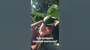Как выбрать сладкий апельсин?