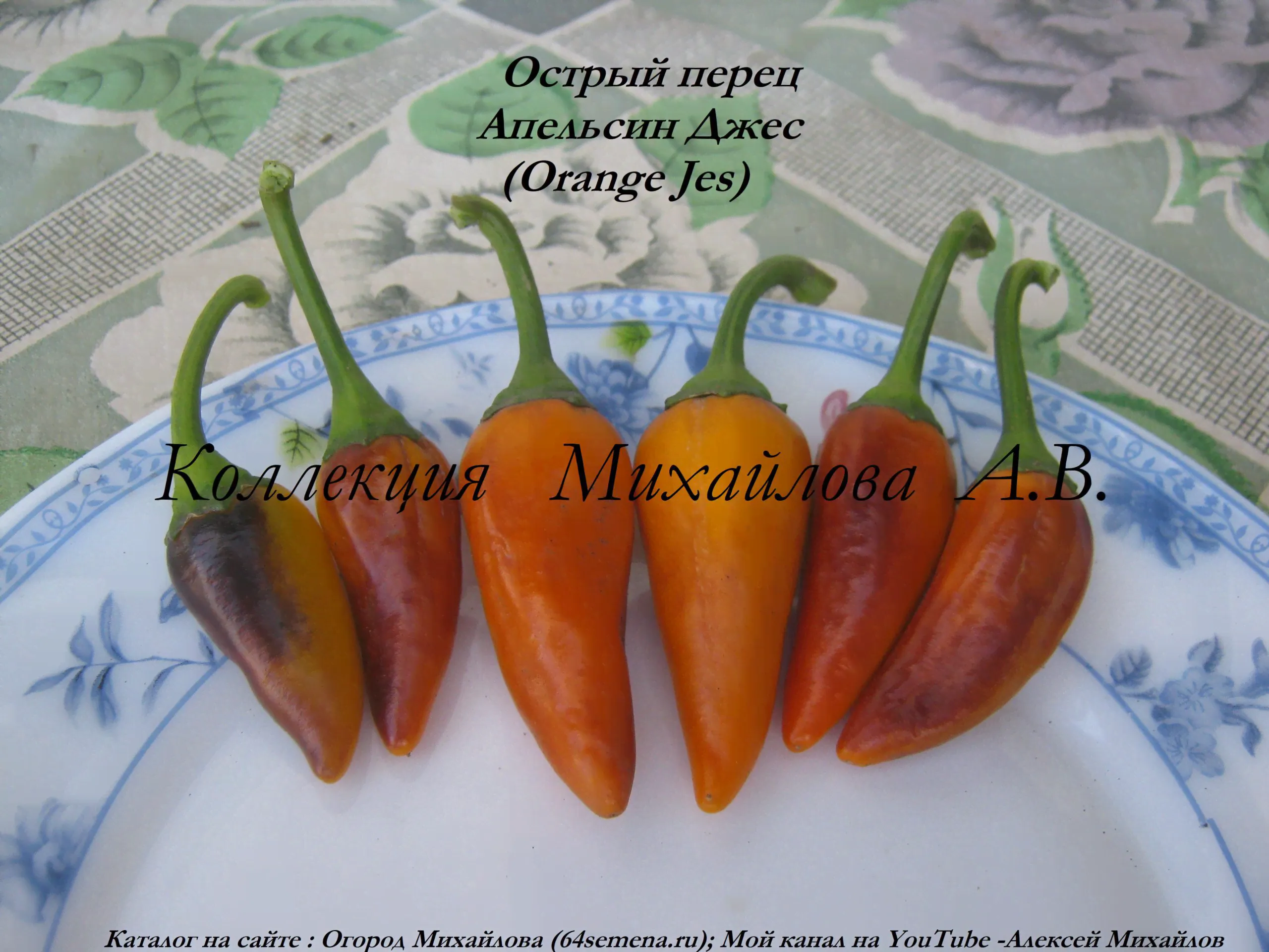 Острый перец Апельсин Джес.-0