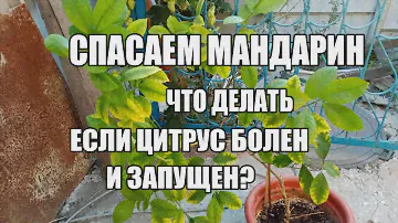 Спасение домашнего мандарина.Ошибки при выращивании цитрусов в домашних условиях. Формирование кроны